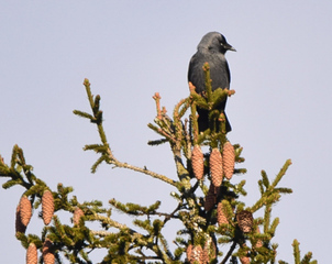 Kaie (Corvus monedula)