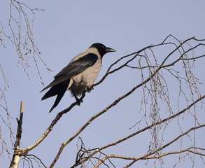 Kråke (Corvus cornix)