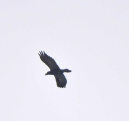 Ravn (Corvus corax)