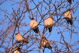 Sidensvans (Bombycilla garrulus)