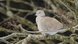 Tyrkerdue (Streptopelia decaocto)