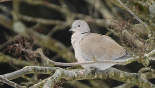 Tyrkerdue (Streptopelia decaocto)