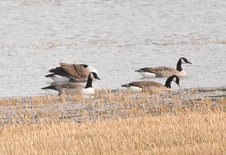 Kanadagås (Branta canadensis)