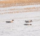Kortnebbgås (Anser brachyrhynchus)