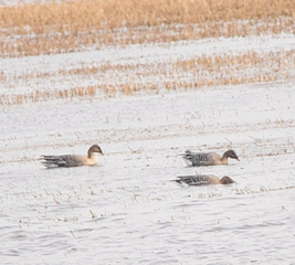 Kortnebbgås (Anser brachyrhynchus)