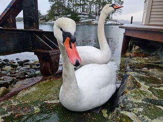 Knoppsvane (Cygnus olor)