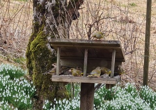 Grønnfink (Chloris chloris)