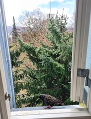 Stær (Sturnus vulgaris)