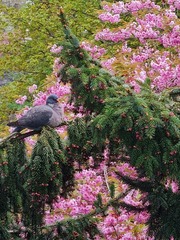 Ringdue (Columba palumbus)