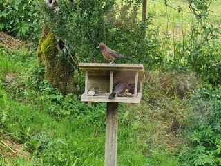 Svarttrost (Turdus merula)