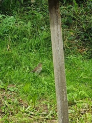 Måltrost (Turdus philomelos)