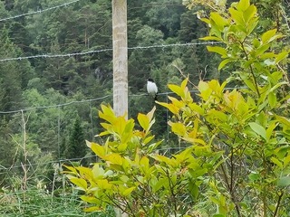 Svarthvit fluesnapper (Ficedula hypoleuca)