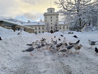 Gråmåke (Larus argentatus)