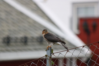 Spurvehauk (Accipiter nisus)
