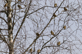 Heipiplerke (Anthus pratensis)