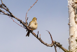 Heipiplerke (Anthus pratensis)