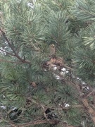 Fuglekonge (Regulus regulus)