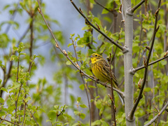 Gulspurv (Emberiza citrinella)