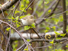 Gransanger (Phylloscopus collybita)