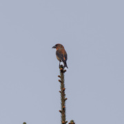 Grankorsnebb (Loxia curvirostra)