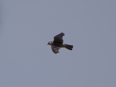 Vandrefalk (Falco peregrinus)