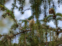 Fuglekonge (Regulus regulus)