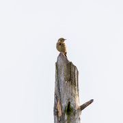 Trepiplerke (Anthus trivialis)