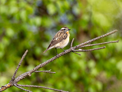 Buskskvett (Saxicola rubetra)