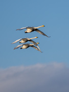 Sangsvane (Cygnus cygnus)