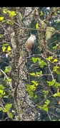Spettmeis (Sitta europaea)