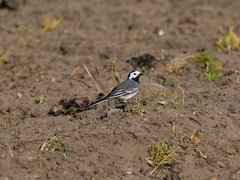 Linerle (Motacilla alba)