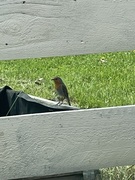 Rødstrupe (Erithacus rubecula)