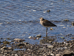 Småspove (Numenius phaeopus)
