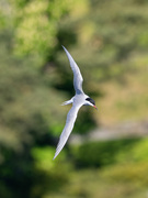 Makrellterne (Sterna hirundo)