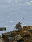 Strandsnipe (Actitis hypoleucos)