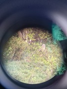 Jordugle (Asio flammeus)