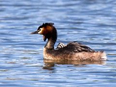 Toppdykker (Podiceps cristatus)