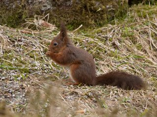 Ekorn (Sciurus vulgaris) Ekorn (Sciurus vulgaris)