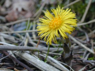 Hestehov (Tussilago farfara) Hestehov (Tussilago farfara)