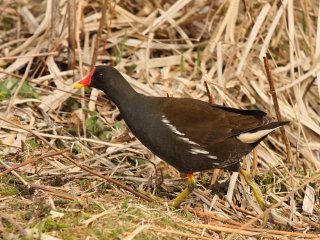 Sivhøne (Gallinula chloropus) Sivhøne (Gallinula chloropus)