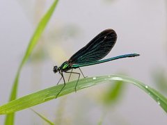 Blåvingevannymfe (Calopteryx virgo)