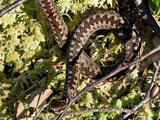 Hoggorm (Vipera berus)