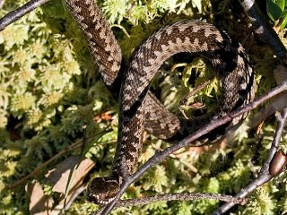 Hoggorm (Vipera berus) Hoggorm (Vipera berus)