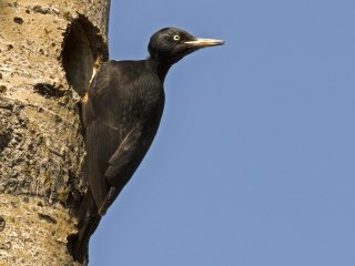 Svartspett (Dryocopus martius) Svartspett (Dryocopus martius)