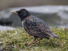 Stær (Sturnus vulgaris)