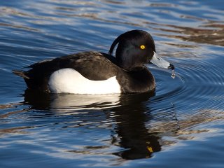 Toppand (Aythya fuligula) Toppand (Aythya fuligula)