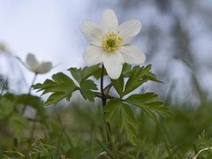 Hvitveis (Anemone nemorosa)