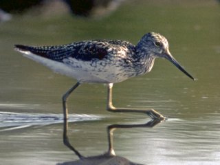 Gluttsnipe (Tringa nebularia)