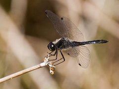 Svart høstlibelle (Sympetrum danae)