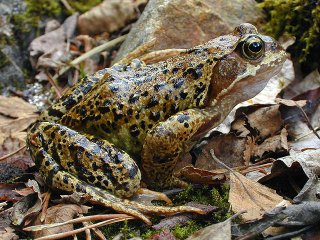 Buttsnutefrosk (Rana temporaria)